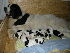 Mama mit allen Sechsen