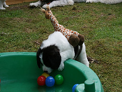 Aramis und Giraffe gehen baden