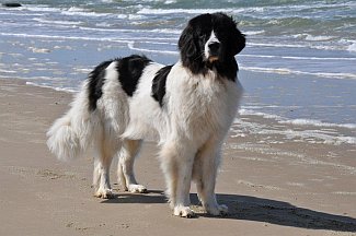 Landseer am Strand