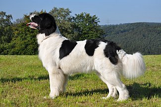 Landseer auf der Wiese